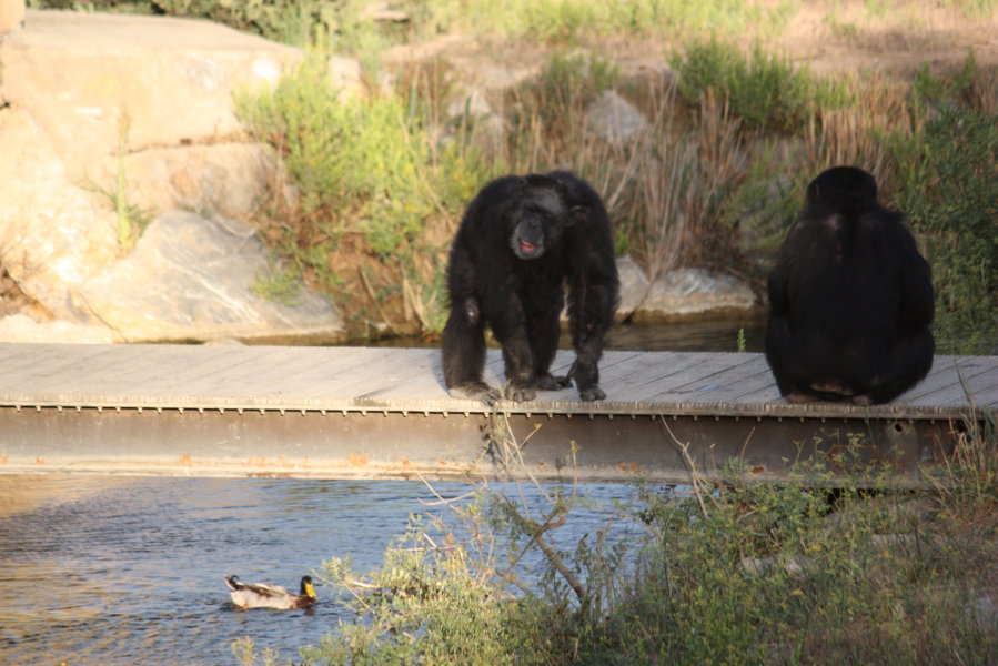 ***************** Hei feelt eng Foto **************